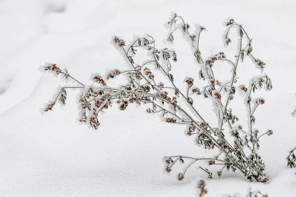 Suchá Tráva Zimní Sníh Rozmazané Pozadí Suchá Tráva Pokryta Prvním — Stock fotografie