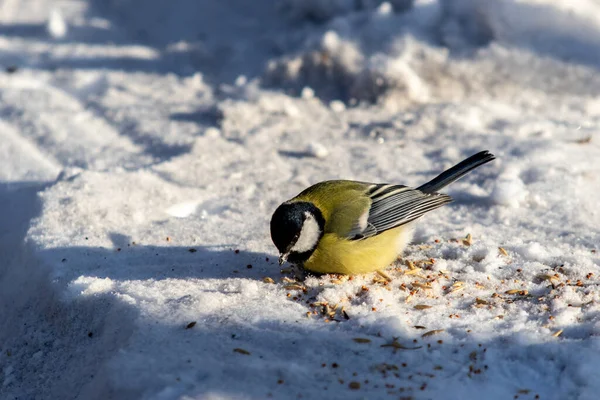 Super Nichon Neige Hiver Parc Nature — Photo