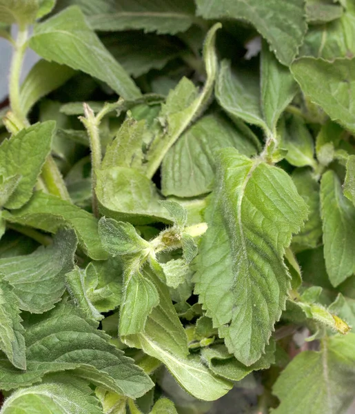Dry Green Mint Leaves Bush — Stock Photo, Image