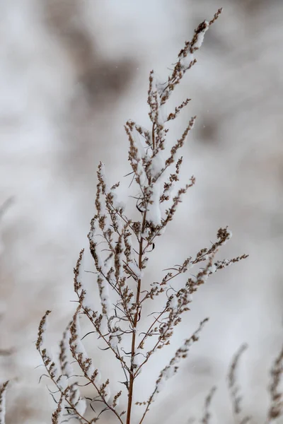 Dry Grass Winter Snow Blurred Background — Stock Photo, Image