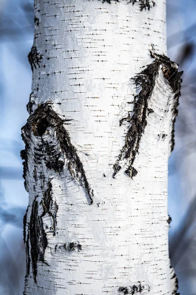 Mesteacăn Textură Naturală Scoarță Dură Trunchi Vechi Mesteacăn Aproape — Fotografie, imagine de stoc