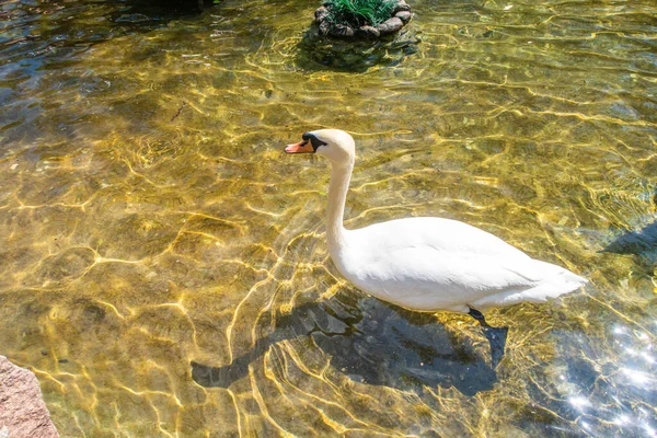 Primavera Cisnes Brancos Nadam Lagoa — Fotografia de Stock