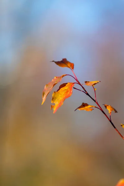 Otoño Sol Fondo Borroso Caída —  Fotos de Stock