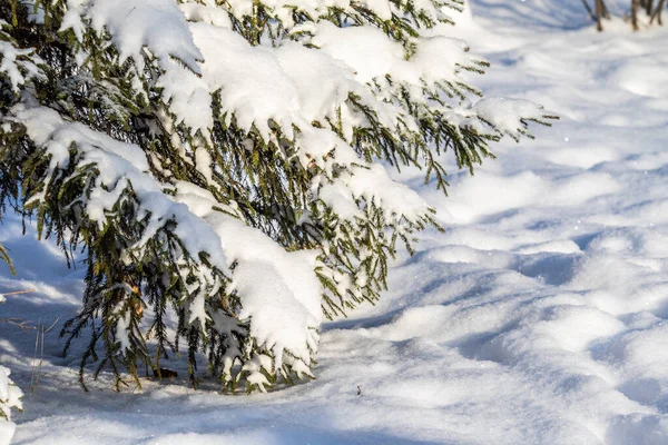 Zelené Větve Smrku Sněhu Zimní Krajina — Stock fotografie