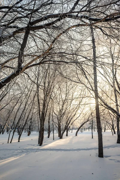 Paisagem Inverno Nas Árvores Florestais Cobertas Com Hoarfrost Céu Azul — Fotografia de Stock