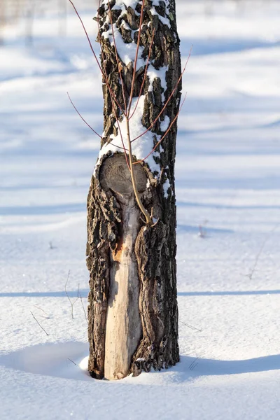 Δέντρο Κορμό Στο Χιόνι Και Φύση — Φωτογραφία Αρχείου