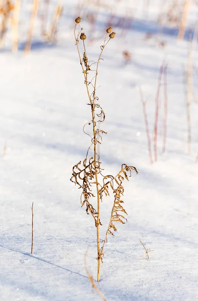 覆盖着干草和树枝的雪地 — 图库照片