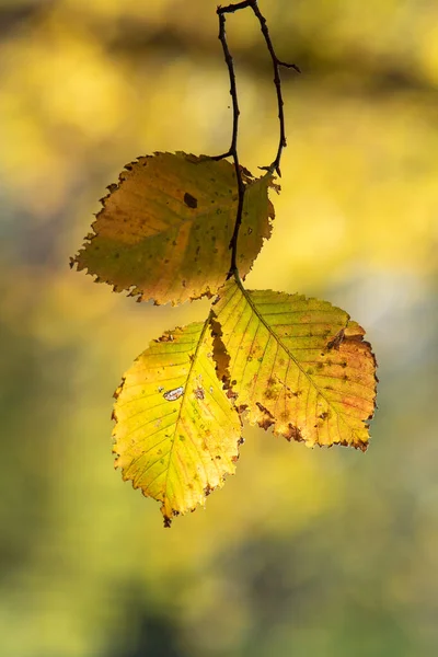 Otoño Sol Fondo Borroso Caída —  Fotos de Stock