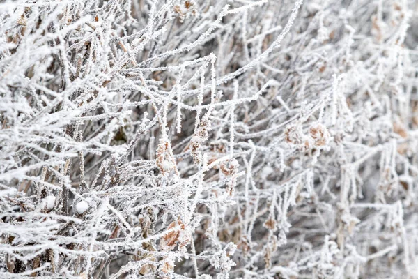 Ramas Heladas Invierno Hermosas Ramas Árboles Con Heladas Nieve Increíble —  Fotos de Stock