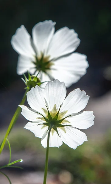 Cosmos Flores Jardín Día Claro Soleado —  Fotos de Stock