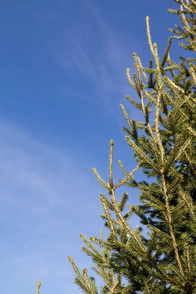 Υποκαταστήματα Ενός Πράσινου Χριστουγεννιάτικου Δέντρου Κώνους Φόντο Γαλάζιου Ουρανού — Φωτογραφία Αρχείου