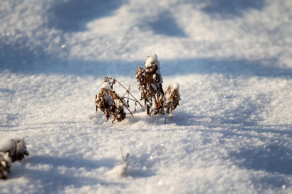 Dry Grass Winter Snow Blurred Background Stock Picture