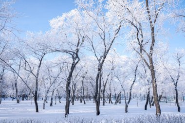 Karla kaplı ağaçlarla güzel bir kış manzarası. Mavi gökyüzü ve desenli kar. Kış Masalı.