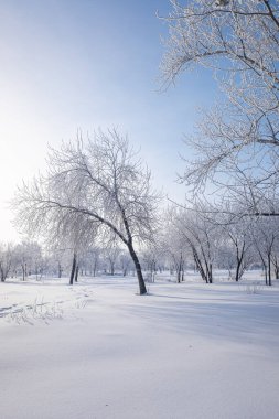 Karla kaplı ağaçlarla güzel bir kış manzarası. Mavi gökyüzü ve desenli kar. Kış Masalı.