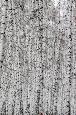 Yapraksız beyaz huş ağaçları, doğa geçmişi.