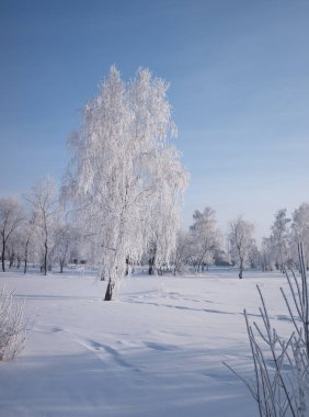 Orman ağaçlarının kış manzarası kıpkırmızı mavi gökyüzü güneşli bir gün ile kaplıydı.