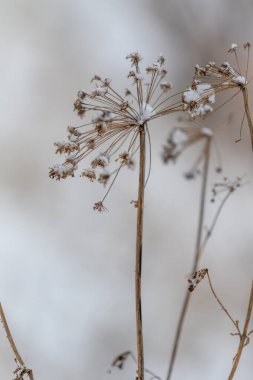 Kuru çimen kış karı arka planı bulanıklaştırdı.