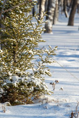 Kar manzarasında yeşil bir Noel ağacının dalları.