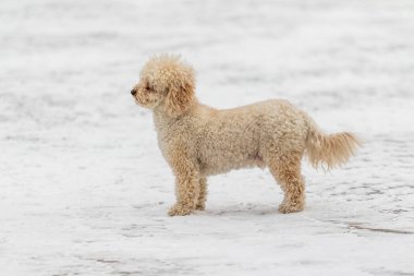Kardaki köpek, beyaz tüylü. Mini altın karlı köpek yavrusu.
