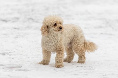 Kardaki köpek, beyaz tüylü. Mini altın karlı köpek yavrusu.