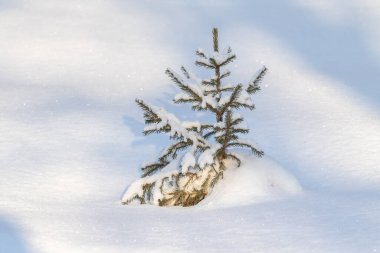Kar manzarasında yeşil bir Noel ağacının dalları.