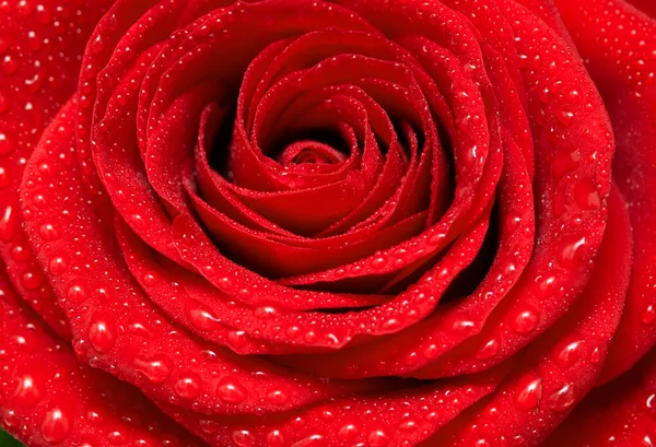Красный Цветок Розы Черном Фоне Крупным Планом — стоковое фото