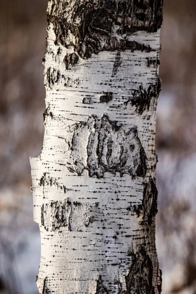 Birch Φυσική Υφή Τραχύ Φλοιό Ένα Παλιό Κορμό Σημύδας Κοντά — Φωτογραφία Αρχείου