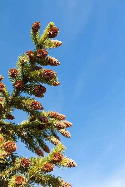 Ramas Árbol Navidad Verde Con Conos Sobre Fondo Cielo Azul — Foto de Stock