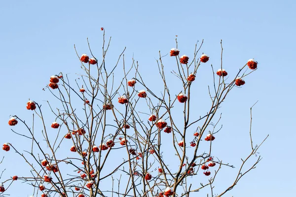 Βατόμουρα Rowan Στο Χιόνι Ενάντια Στον Ουρανό Χειμερινό Τοπίο — Φωτογραφία Αρχείου