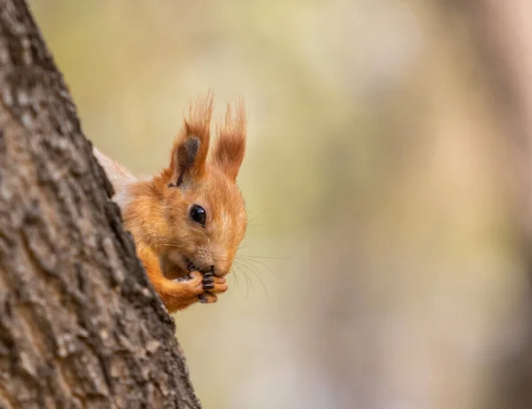 森林里的松鼠 秋天森林的自然 — 图库照片