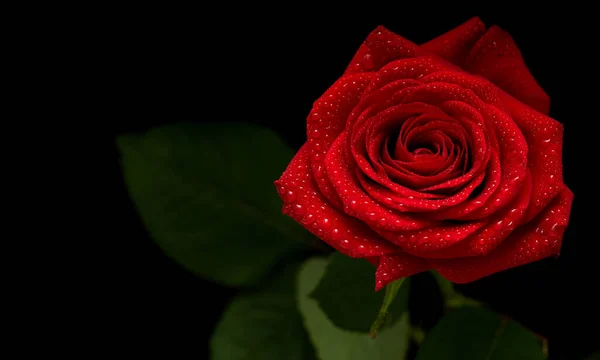 红玫瑰花 黑色背景 — 图库照片