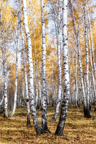 Őszi Táj Egy Nyírfa Ligetben Ősszel Fák Sárga Lombozata Fehér — Stock Fotó