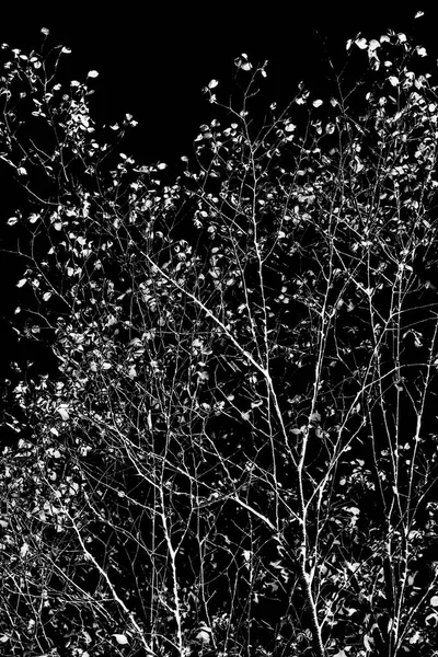 Nocne Zdjęcie Drzew Bez Liści Błysk Sylwetka Białych Gałęzi Drzewa — Zdjęcie stockowe