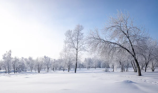 Beautiful Winter Landscape Snow Covered Trees Blue Sky Textured Snow — Stock Photo, Image