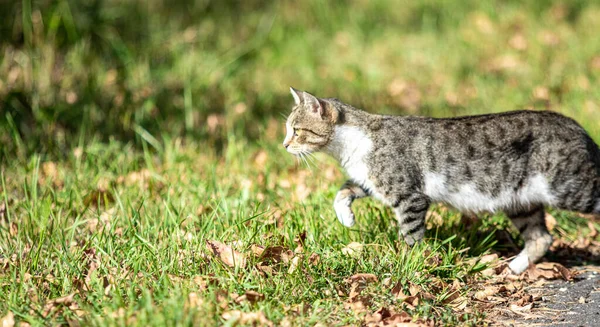 Gato Gris Parque Paisaje Verano —  Fotos de Stock