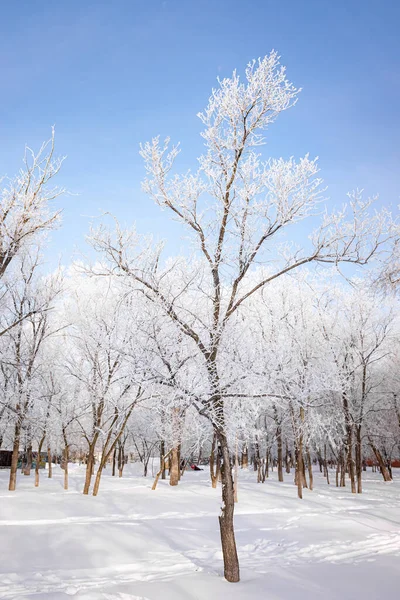 Bela Paisagem Inverno Com Árvores Cobertas Neve Céu Azul Neve — Fotografia de Stock