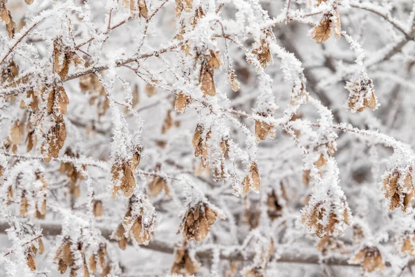 Желтый Сухой Кленовый Семена Дереве Снегу Зимний Пейзаж — стоковое фото