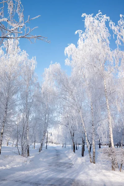 Paisagem Inverno Nas Árvores Florestais Cobertas Com Hoarfrost Céu Azul — Fotografia de Stock