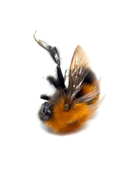 Tote Hummel Auf Weißem Isolierten Hintergrund — Stockfoto