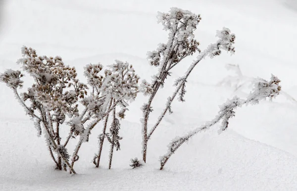 Suchá Tráva Zimní Sníh Rozmazané Pozadí Suchá Tráva Pokryta Prvním — Stock fotografie