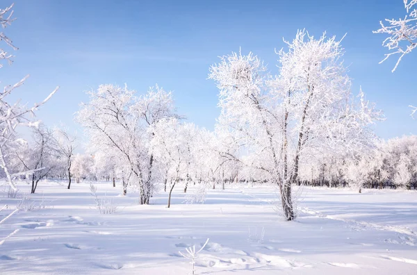 Beautiful Winter Landscape Snow Covered Trees Blue Sky Textured Snow — Stock Photo, Image