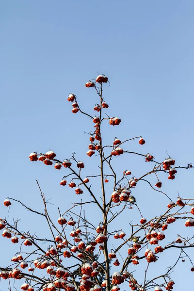 Rowan Bessen Sneeuw Tegen Lucht Winterlandschap — Stockfoto