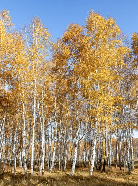 白桦林的秋天风景 秋天的黄叶 白桦树树干 — 图库照片