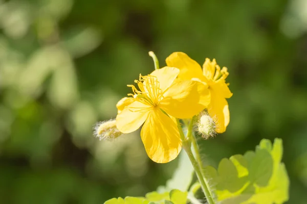 Yellow Celandine Flower Close — Stock Photo, Image