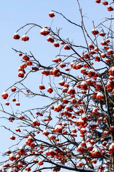 Rowan Bessen Sneeuw Tegen Lucht Winterlandschap — Stockfoto