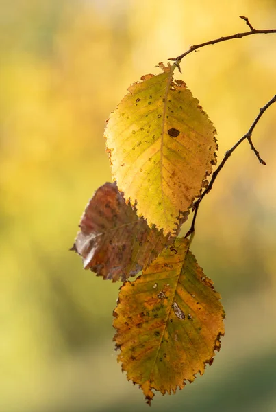 Otoño Sol Fondo Borroso Caída —  Fotos de Stock