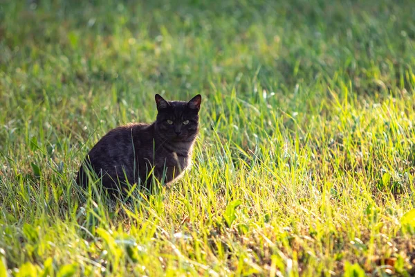 Czarny Kot Zielonej Trawie Natura — Zdjęcie stockowe