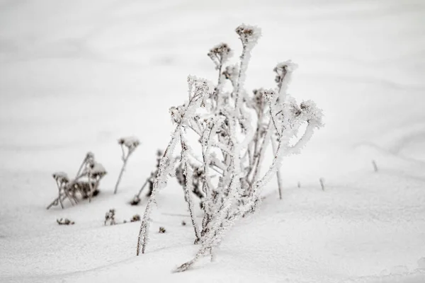 乾燥した草の冬の雪の背景がぼやけている 乾燥した草は最初の氷の霜で覆われています 白い冬の休日クリスマスの背景 — ストック写真