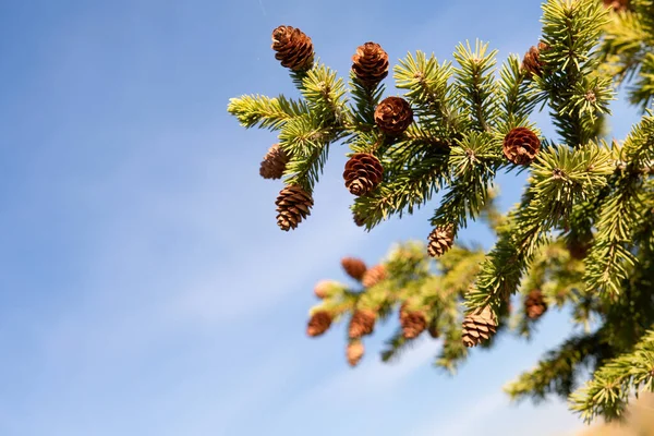 Zweige Eines Grünen Weihnachtsbaums Mit Zapfen Vor Blauem Himmel — Stockfoto