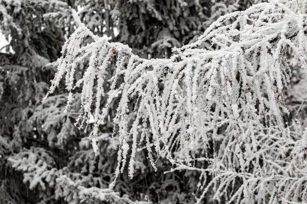 Ramos Gelados Inverno Belos Galhos Árvore Com Geada Neve Fundo — Fotografia de Stock